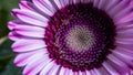 view Macro close up of violet gerbera flower with beautiful soft petals Royalty Free Stock Photo