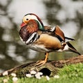 A view of a Madarin Duck Royalty Free Stock Photo