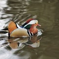 A view of a Madarin Duck Royalty Free Stock Photo