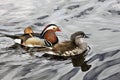 A view of a Madarin Duck Royalty Free Stock Photo