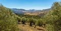 A view from the Madonie Mountains, Sicily across an Olive grove to the valley below Royalty Free Stock Photo