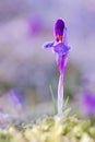 View of magic blooming spring flowers crocus growing from freshgrass in wildlife. Beautiful macro photo of wildgrowing crocus Royalty Free Stock Photo