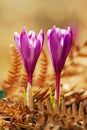 View of magic blooming spring flowers crocus growing from old dry fern in wildlife. Beautiful macro photo of wildgrowing crocus Royalty Free Stock Photo