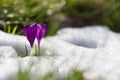 View of magic blooming spring flowers crocus growing from snow in wildlife. Amazing sunlight on spring flower crocus