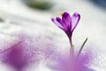 View of magic blooming spring flowers crocus growing from snow in wildlife. Amazing sunlight on spring flower crocus