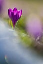 View of magic blooming spring flowers crocus growing from snow in wildlife. Amazing sunlight on spring flower crocus Royalty Free Stock Photo