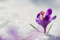 View of magic blooming spring flowers crocus growing from snow in wildlife. Amazing sunlight on spring flower crocus