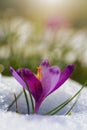 View of magic blooming spring flowers crocus growing from snow in wildlife. Amazing sunlight on spring flower crocus Royalty Free Stock Photo