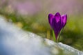 View of magic blooming spring flowers crocus growing from snow in wildlife. Amazing sunlight on spring flower crocus Royalty Free Stock Photo