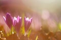 View of magic blooming spring flowers crocus growing in wildlife. Amazing sunlight on spring flower crocus Royalty Free Stock Photo