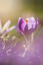 View of magic blooming spring flowers crocus growing in wildlife. Amazing sunlight on spring flower crocus Royalty Free Stock Photo