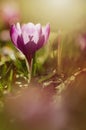 View of magic blooming spring flowers crocus growing in wildlife. Amazing sunlight on spring flower crocus Royalty Free Stock Photo