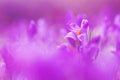 View of magic blooming spring flowers crocus growing in wildlife. Beautiful macro photo of wildgrowing crocus Royalty Free Stock Photo