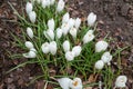 View of magic blooming spring flowers crocus growing in wildlife.