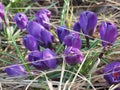 View of magic blooming spring flowers crocus growing in wildlife