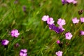 View of Maiden Pink flowers in Ciucas Mountains, Romanian Carpathians