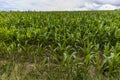 A view of maize growing beside the River Nevern estuary at low tide near Newport, Pembrokeshire, Wales Royalty Free Stock Photo