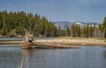 View of a majestic fallen tree in the Yellowstone River with a smoky sky Royalty Free Stock Photo