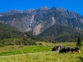 View of the majestic Mount Kinabalu with dairy cows pasture in green meadow in Desa Cattle Dairy Farm Kundasang,Sabah,Borneo.A pop Royalty Free Stock Photo