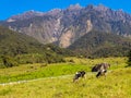 View of the majestic Mount Kinabalu with dairy cows pasture in green meadow in Desa Cattle Dairy Farm Kundasang,Sabah,Borneo.A pop Royalty Free Stock Photo