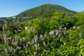 View Of The Majestic Mount Mashuk From Pyatigorsk