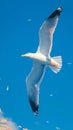 view Majestic seagull in flight against clear blue sky background Royalty Free Stock Photo