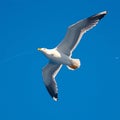 view Majestic seagull in flight against clear blue sky background Royalty Free Stock Photo