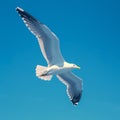 view Majestic seagull in flight against clear blue sky background Royalty Free Stock Photo