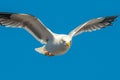 view Majestic seagull in flight against clear blue sky background Royalty Free Stock Photo