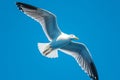 view Majestic seagull in flight against clear blue sky background Royalty Free Stock Photo