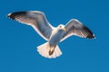 view Majestic seagull in flight against clear blue sky background Royalty Free Stock Photo