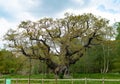 View of the Major Oak surrounded by green vegetation. Sherwood Forest, Nottinghamshire, England. Royalty Free Stock Photo