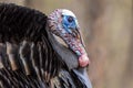 View of male domestic Turkey bird