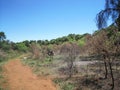 MALE OSTRICH BETWEEN SMALL THORN TREES NEXT TO A HIKING PATH IN A SOUTH AFRICAN GAME RESERVE