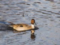 A view of male Pintail swimming in the lake. 