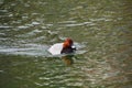 A view of a male Redhead swimming in the river.