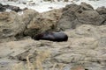 View of a male seal resting on a rocky beach in Peninsula Walkway Seal Spotting in Kaikoura, New Zealand
