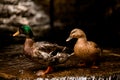 view of mallard duck drake with bright green plumage with brown female duck Royalty Free Stock Photo