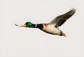 A view of a Mallard Duck in flight isolated on a white background Royalty Free Stock Photo