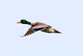 A view of a Mallard Duck in flight isolated on a white background Royalty Free Stock Photo