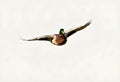 A view of a Mallard Duck in flight isolated on a white background Royalty Free Stock Photo