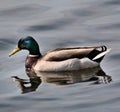 A view of a Mallard Duck at Nantwich Royalty Free Stock Photo