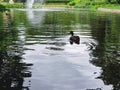 view of a Mallard Duck swimming in a lake inside the famous Jardin du Grand Rond in Toulouse, France