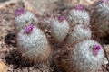 View of a Mammillaria bombycina Quehl starting to flower Royalty Free Stock Photo