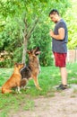 View on an man training an american staffordshire terrier and a german shepherd dog Royalty Free Stock Photo