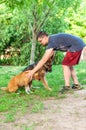 View on an man training an american staffordshire terrier and a german shepherd dog Royalty Free Stock Photo