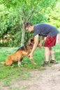 View on an man training an american staffordshire terrier and a german shepherd dog Royalty Free Stock Photo
