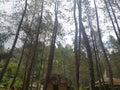 VIEW OF MANGLAYANG MOUNTAIN pine forest, BANDUNG