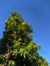 View of Mango tree and blue sky background