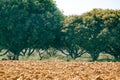 View of Mango tree plantation with ploughed land in foreground. Mango tree farm Royalty Free Stock Photo